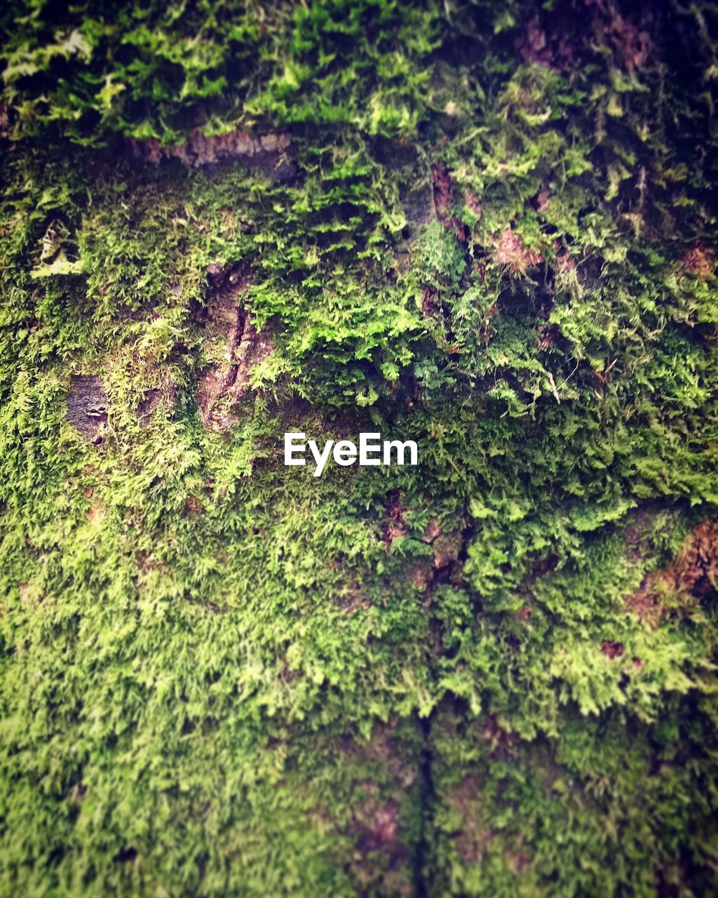 CLOSE-UP OF MOSS GROWING ON TREE TRUNKS