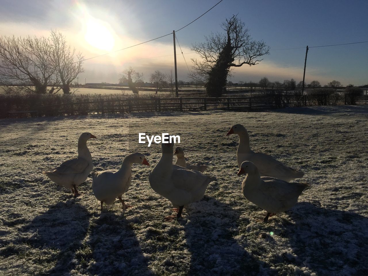 SWANS ON SHORE AGAINST SKY DURING WINTER