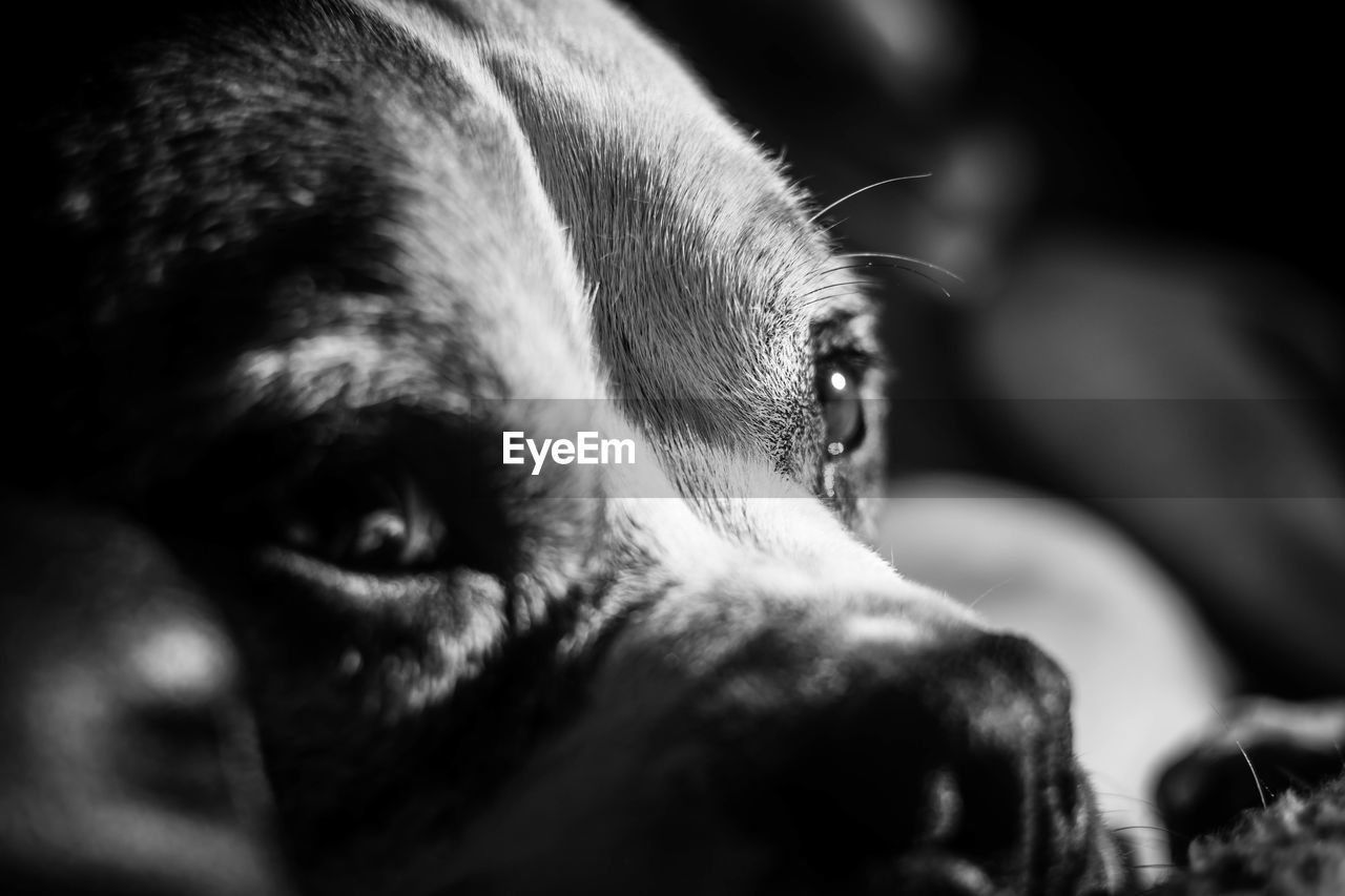 CLOSE-UP OF DOG WITH EYES