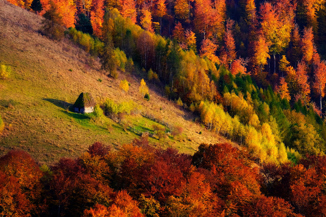 Trees growing on hill during autumn