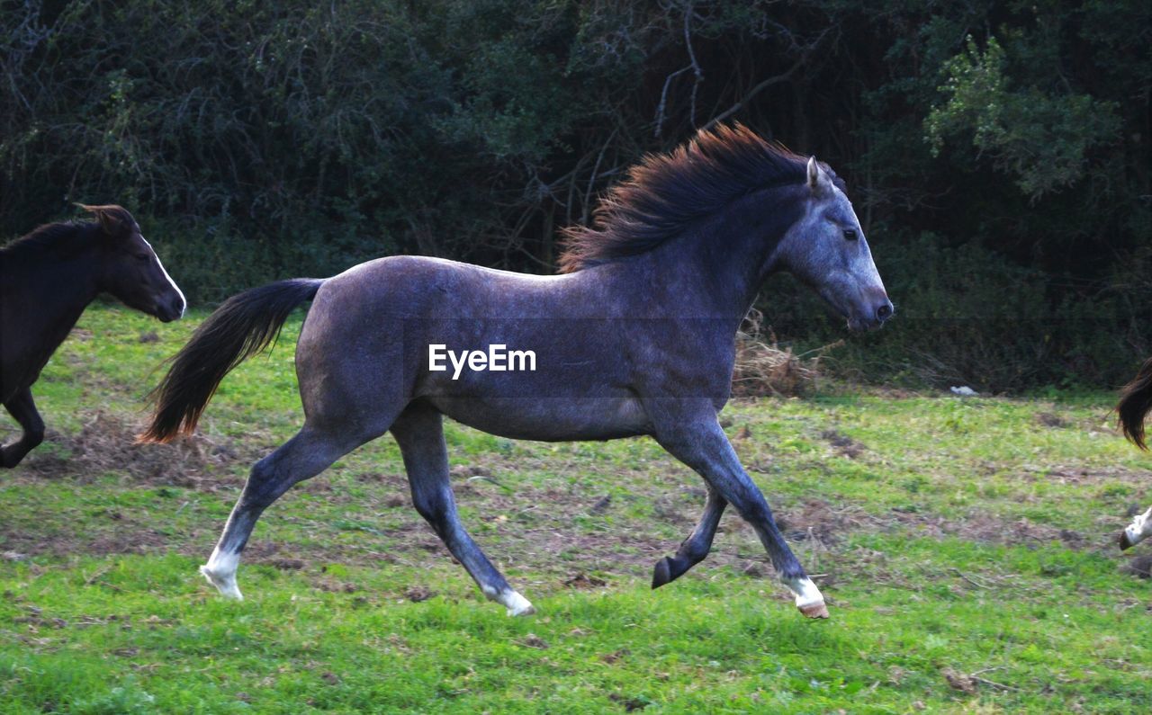 Side view of horses running on grassy field