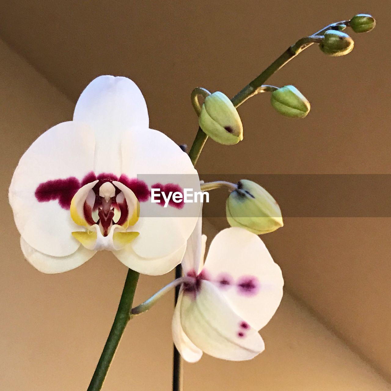 CLOSE-UP OF FLOWERS IN CUP