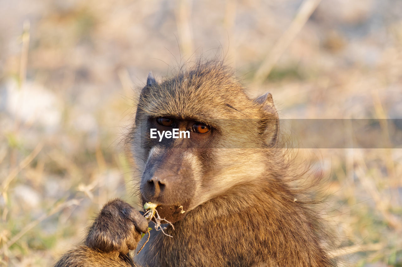 Close-up of monkey in forest