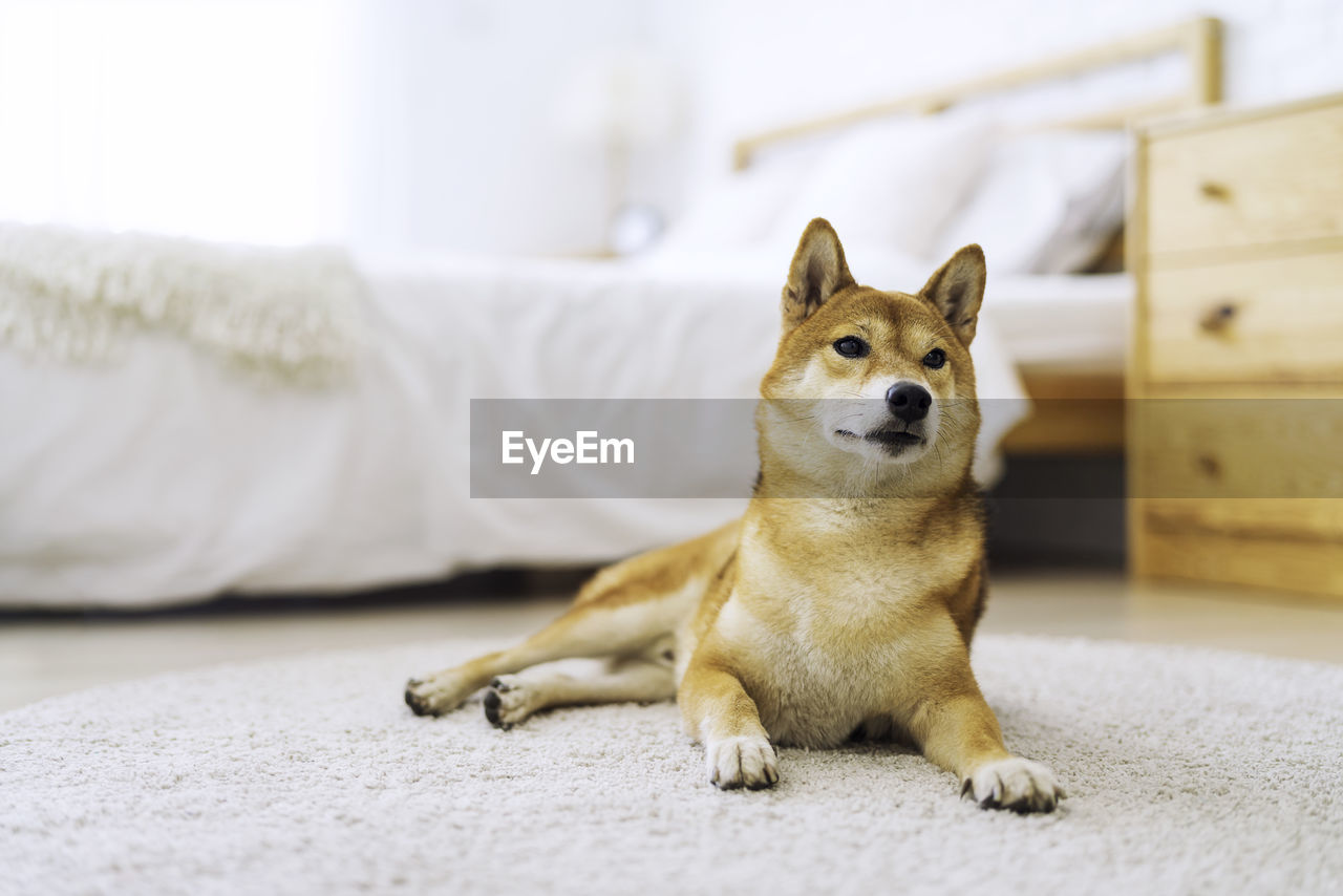 Pet lover concept. japanese dog in a carpet lying in the white bedroom.
