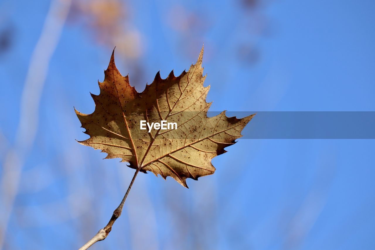 CLOSE-UP OF DRY MAPLE LEAVES ON TREE