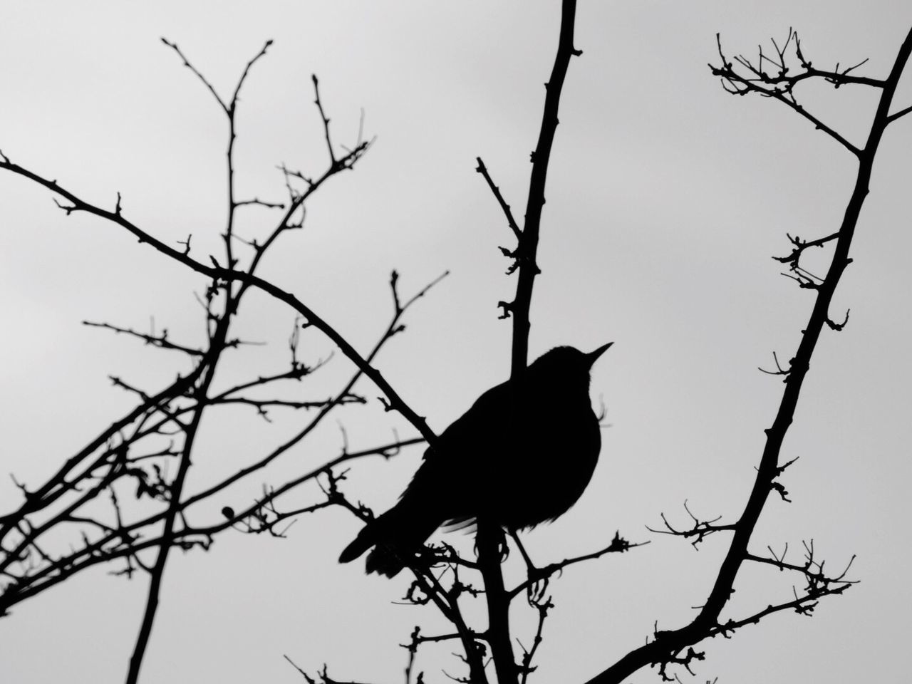LOW ANGLE VIEW OF BIRD PERCHING ON BRANCH AGAINST SKY