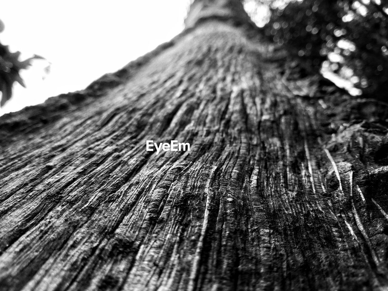 CLOSE-UP OF TREE BARK
