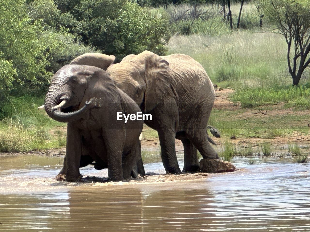 Elephants drinking water