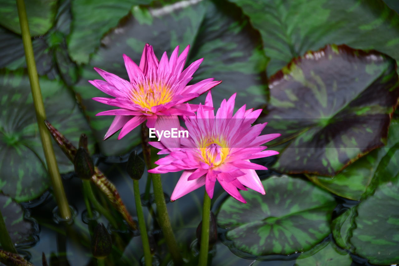 Close-up of pink flowering plant