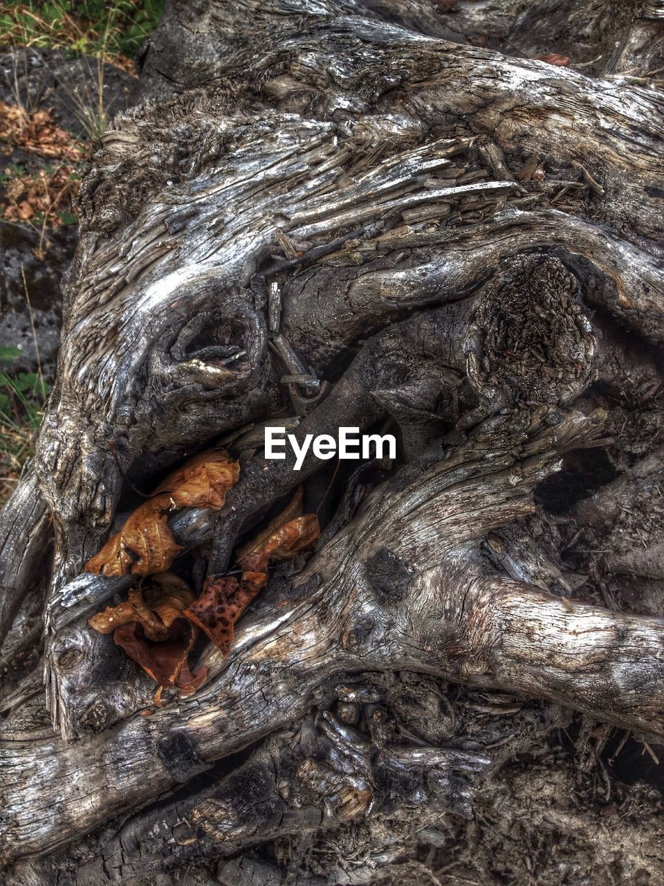 Close-up of tree trunk with autumn leaves