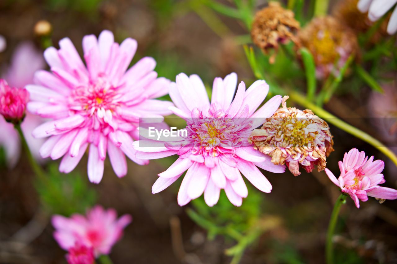Close-up of pink flowering plant