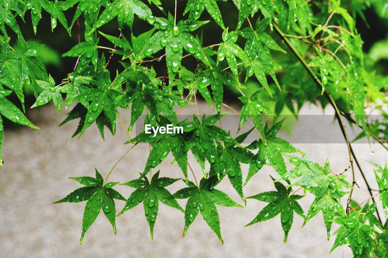 High angle view of wet plant leaves