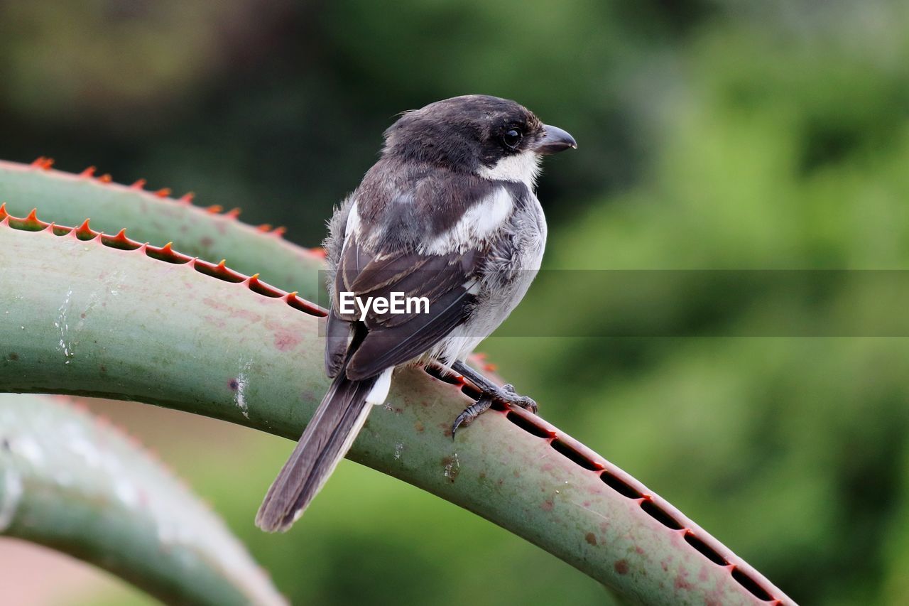 CLOSE-UP OF BIRD PERCHING ON TREE