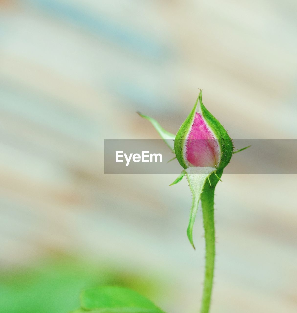 Close-up of pink flower bud