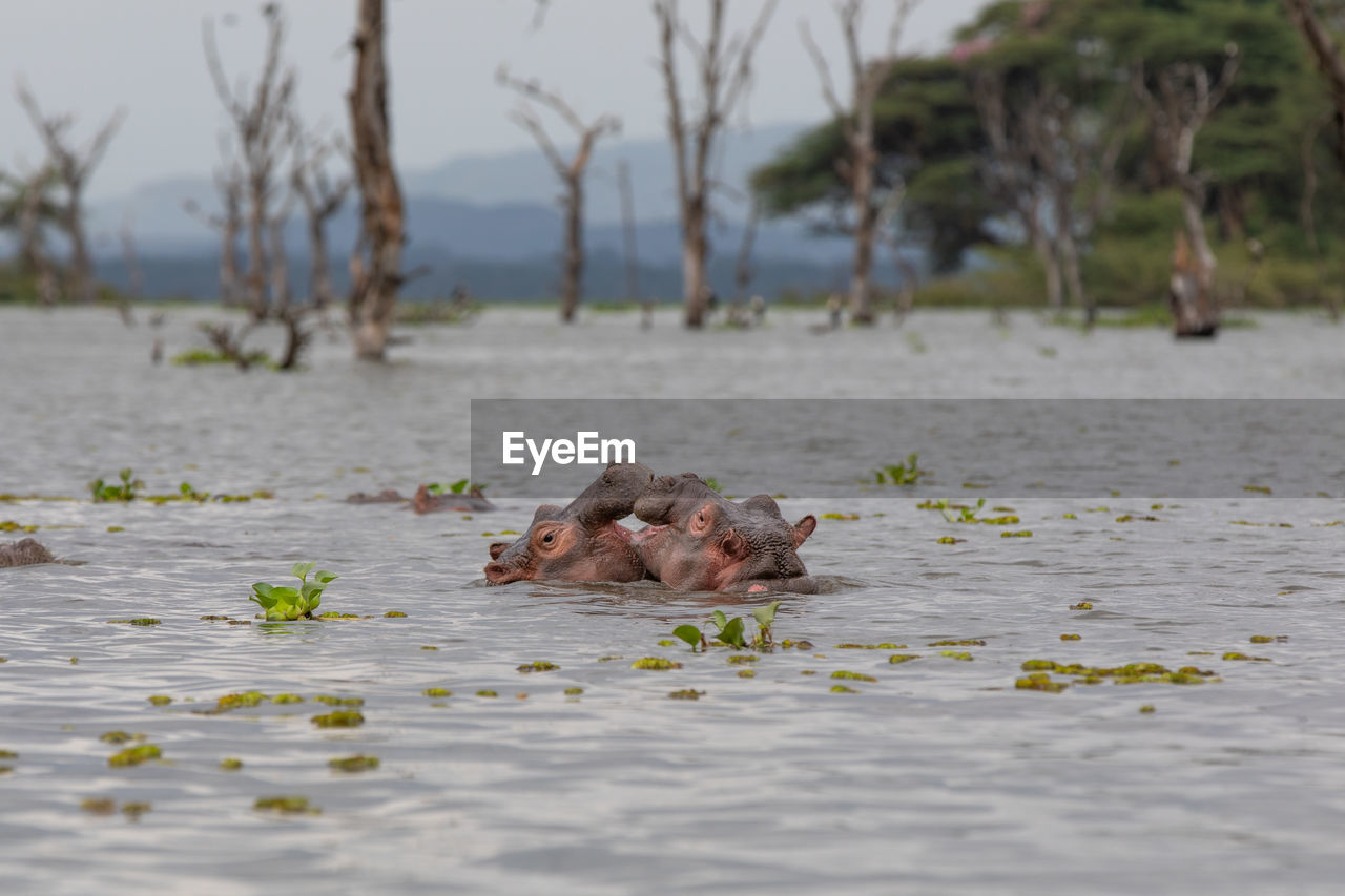 VIEW OF CRAB ON LAKE