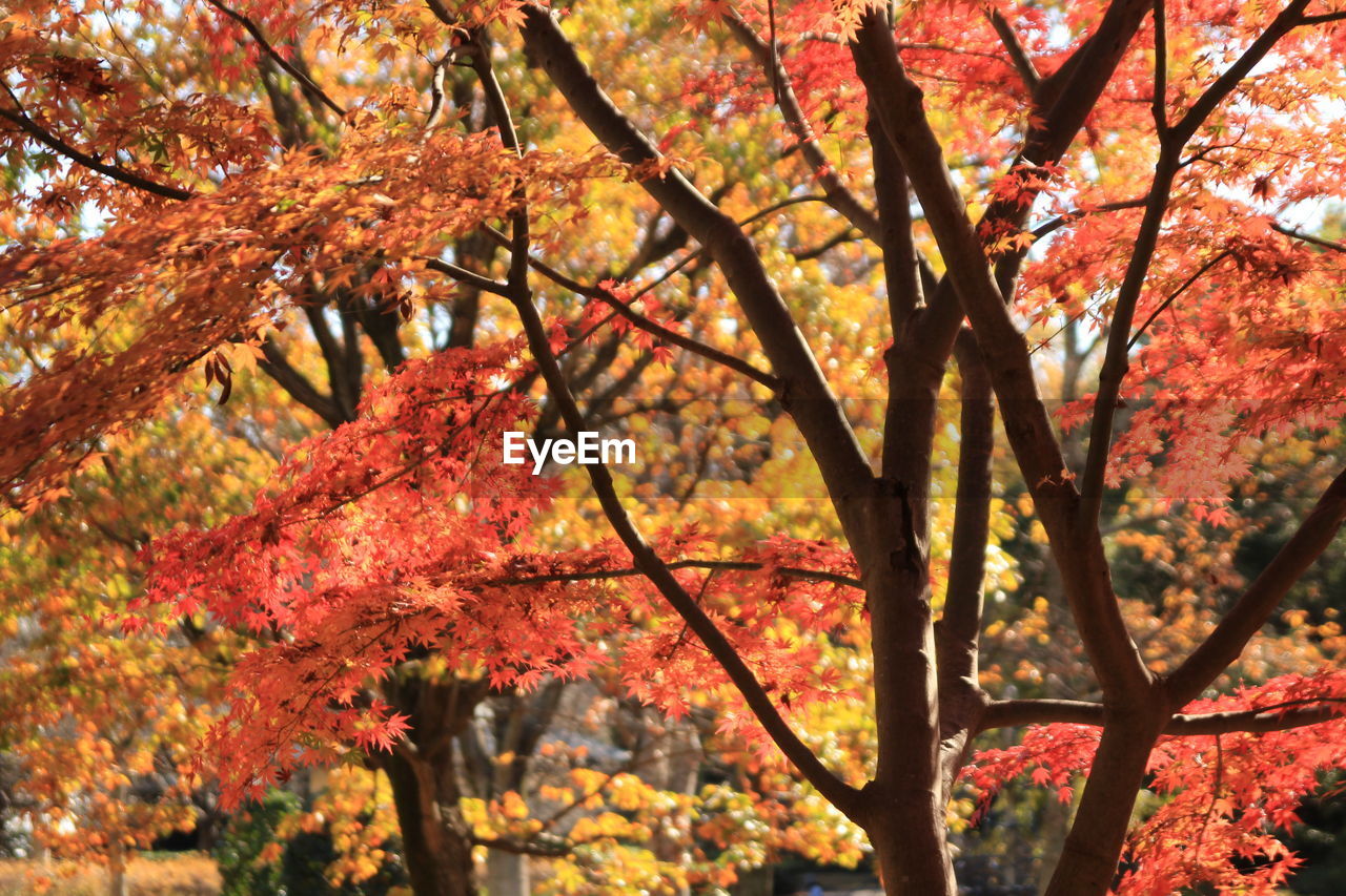 LOW ANGLE VIEW OF MAPLE LEAVES ON TREE