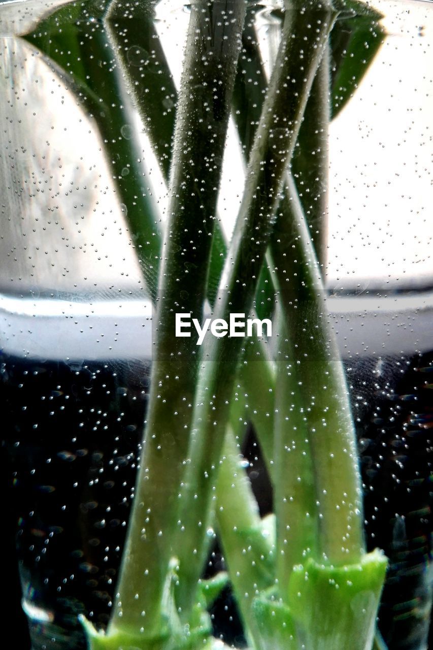 Close-up of stems in water seen through glass