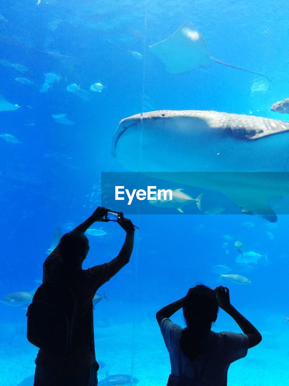 Rear view of people photographing fishes in aquarium