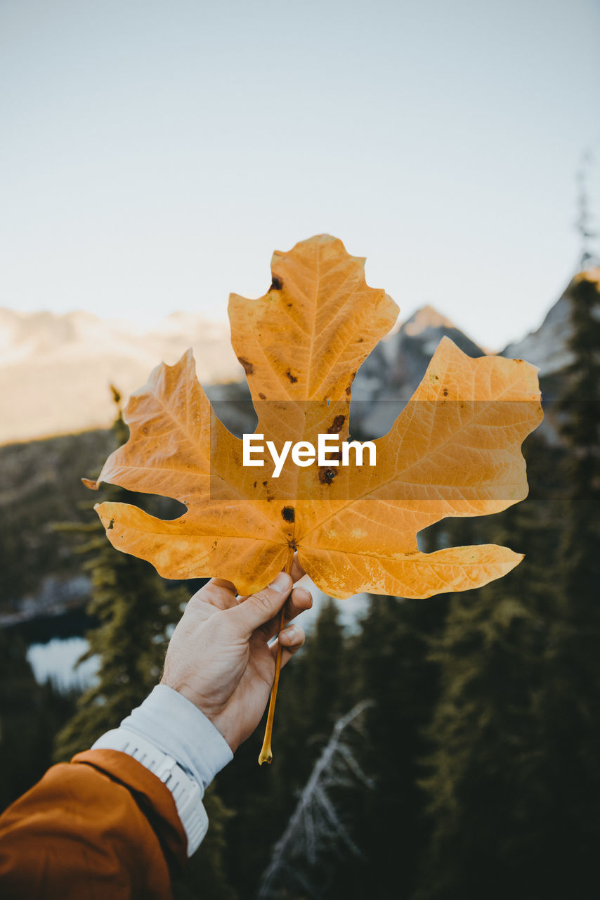 CLOSE-UP OF PERSON HOLDING MAPLE LEAF