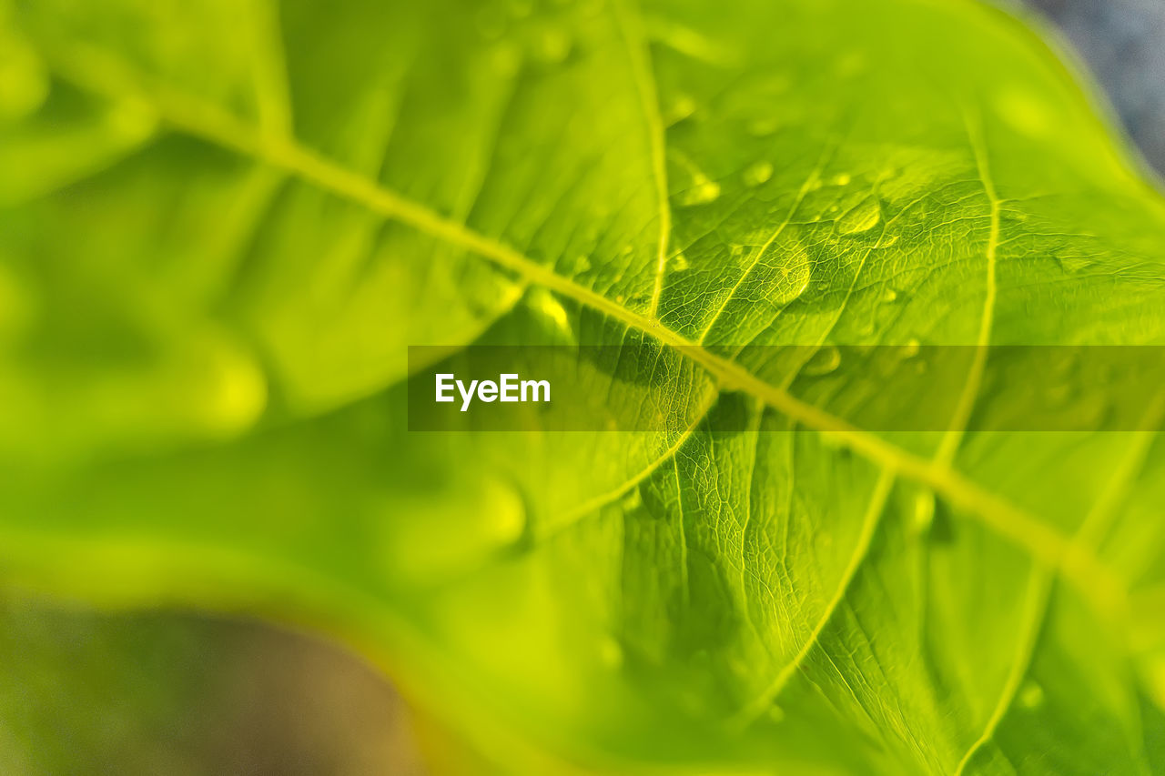 FULL FRAME SHOT OF GREEN LEAVES