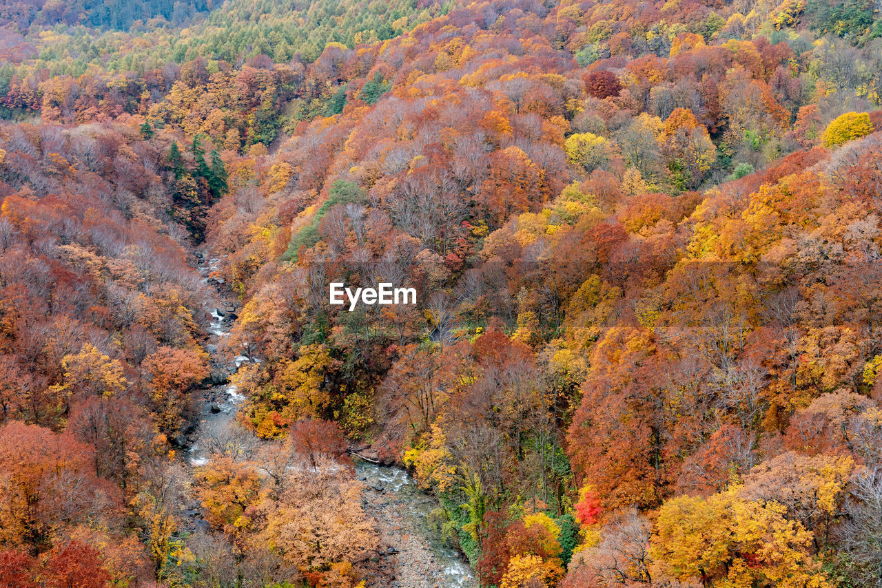High angle view of autumnal trees