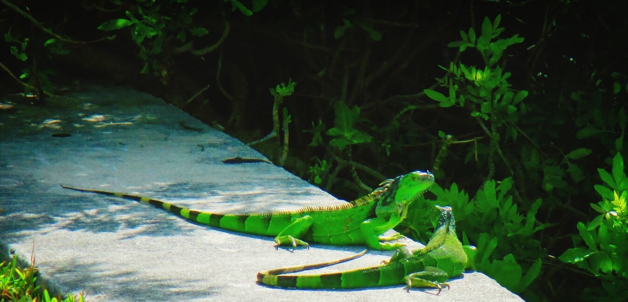 Two green reptiles on parapet