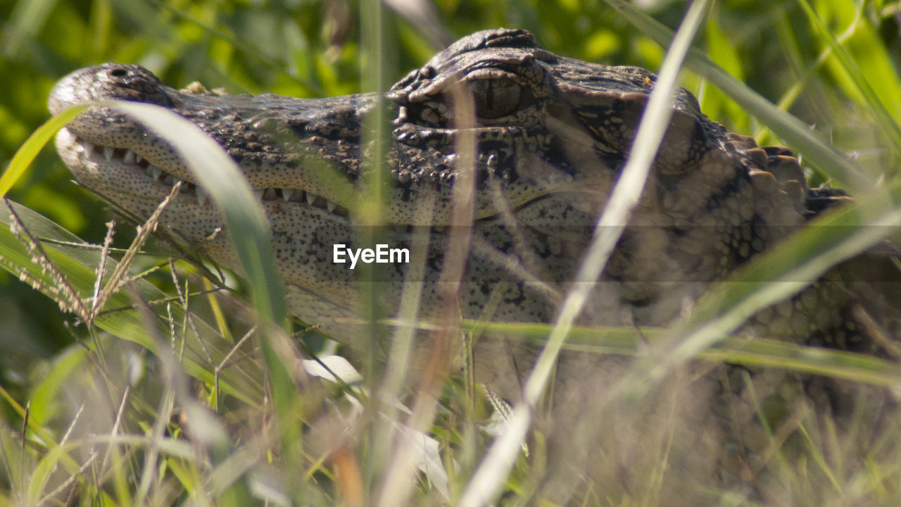 CLOSE-UP OF IGUANA ON FIELD
