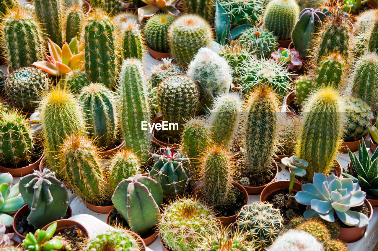 HIGH ANGLE VIEW OF SUCCULENT PLANT ON FIELD