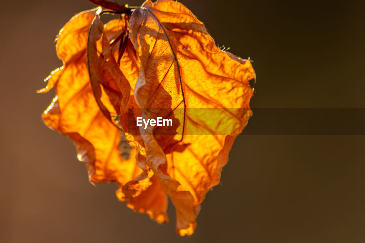 Idyllic bright and colorful autumn leaves shine in the evening backlight like golden leaves