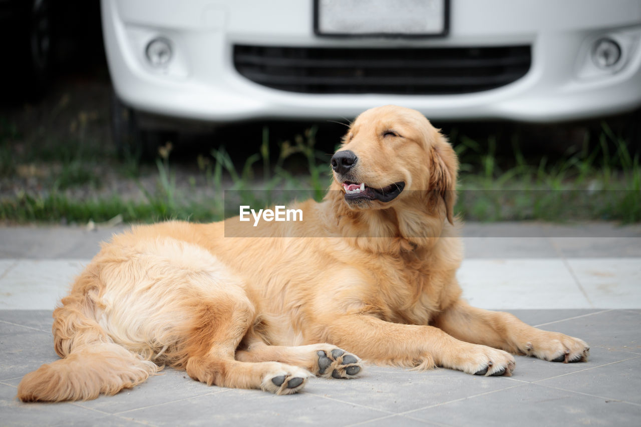 DOG RELAXING ON CAR