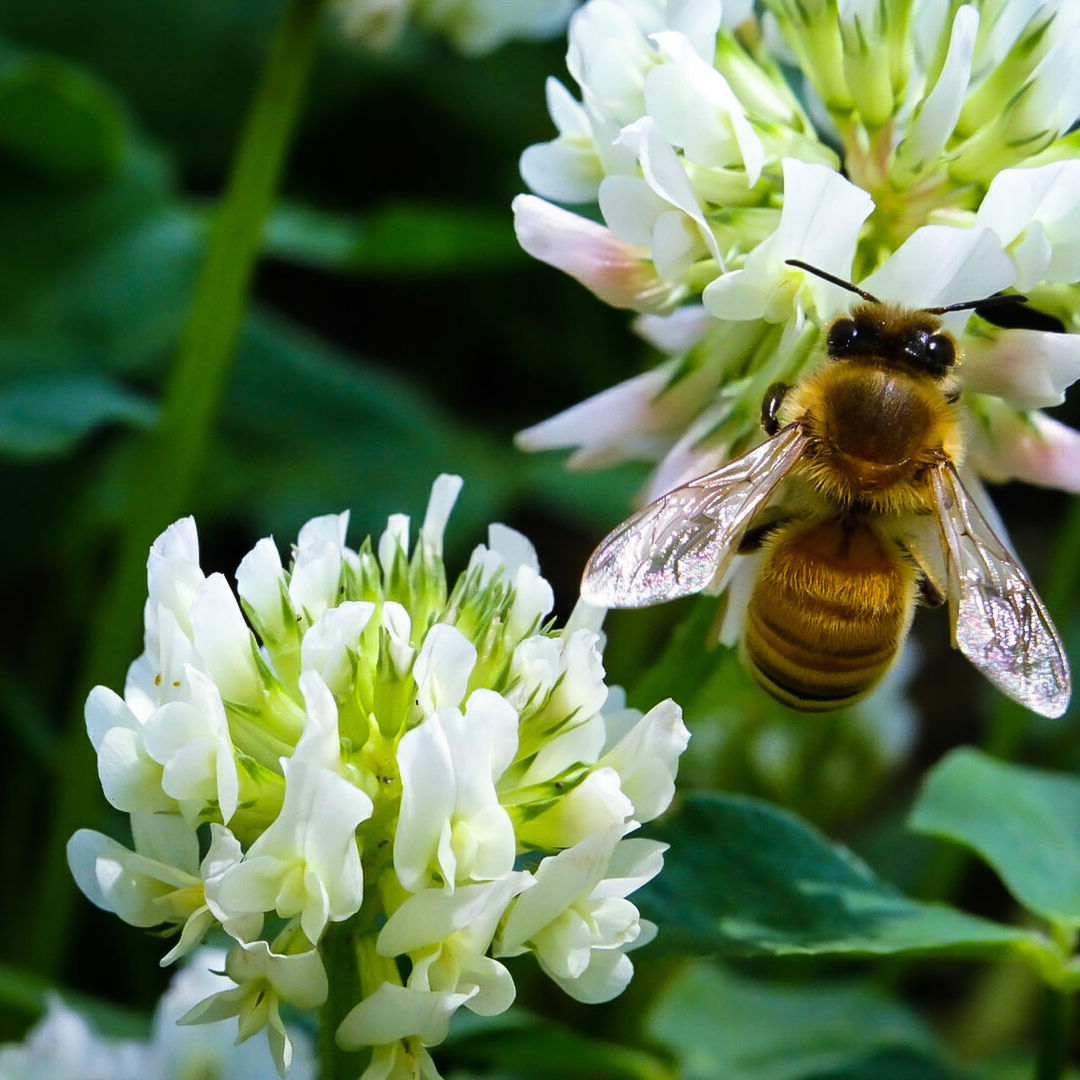 CLOSE-UP OF HONEY BEE ON FLOWER