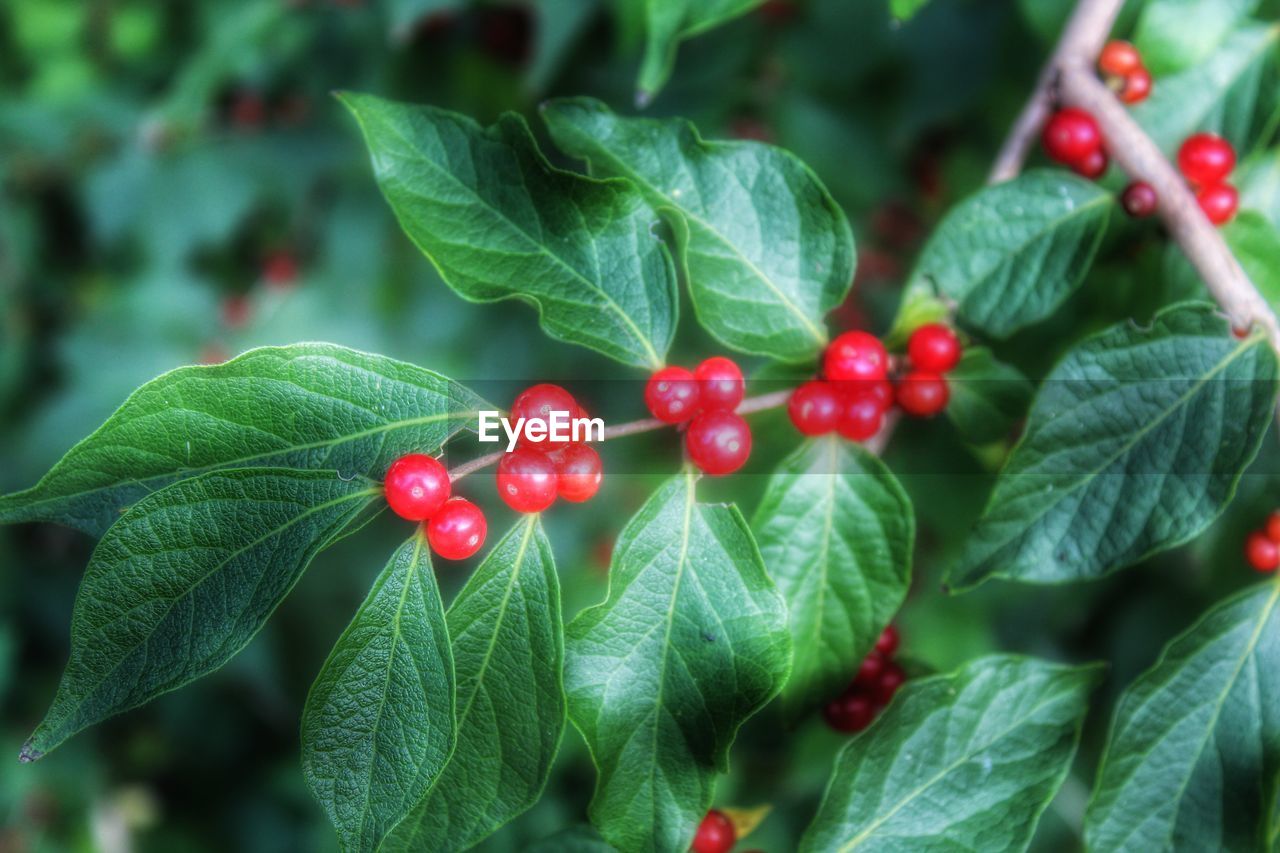 CLOSE-UP OF RED CHERRIES GROWING ON PLANT