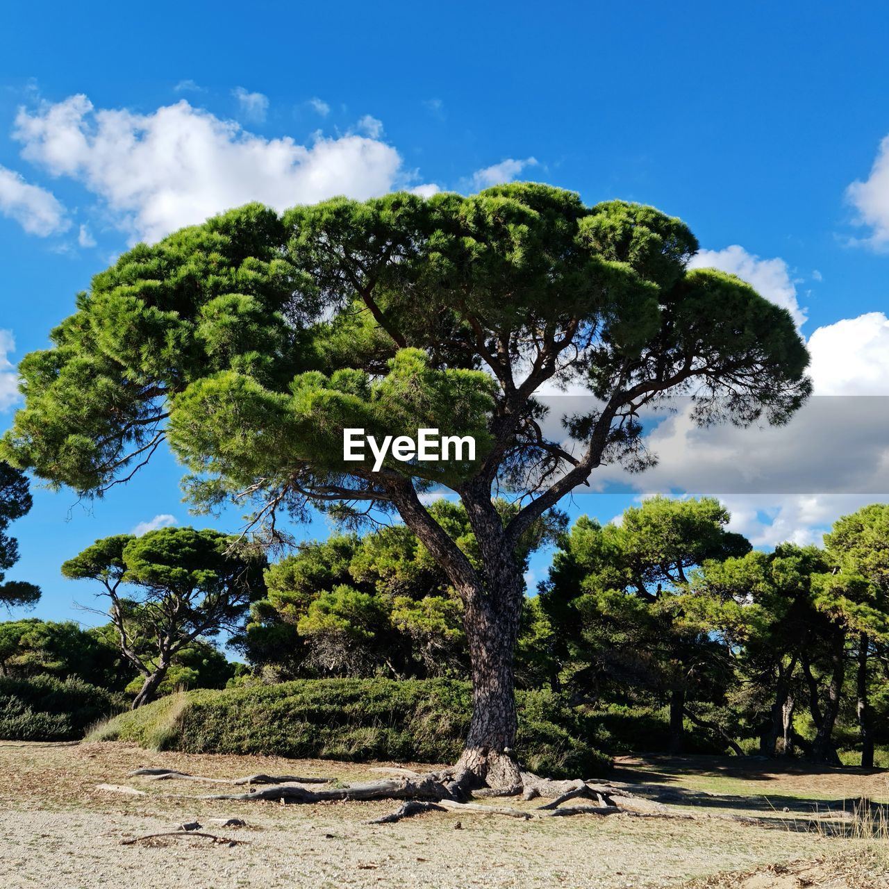 Trees growing on beach against sky