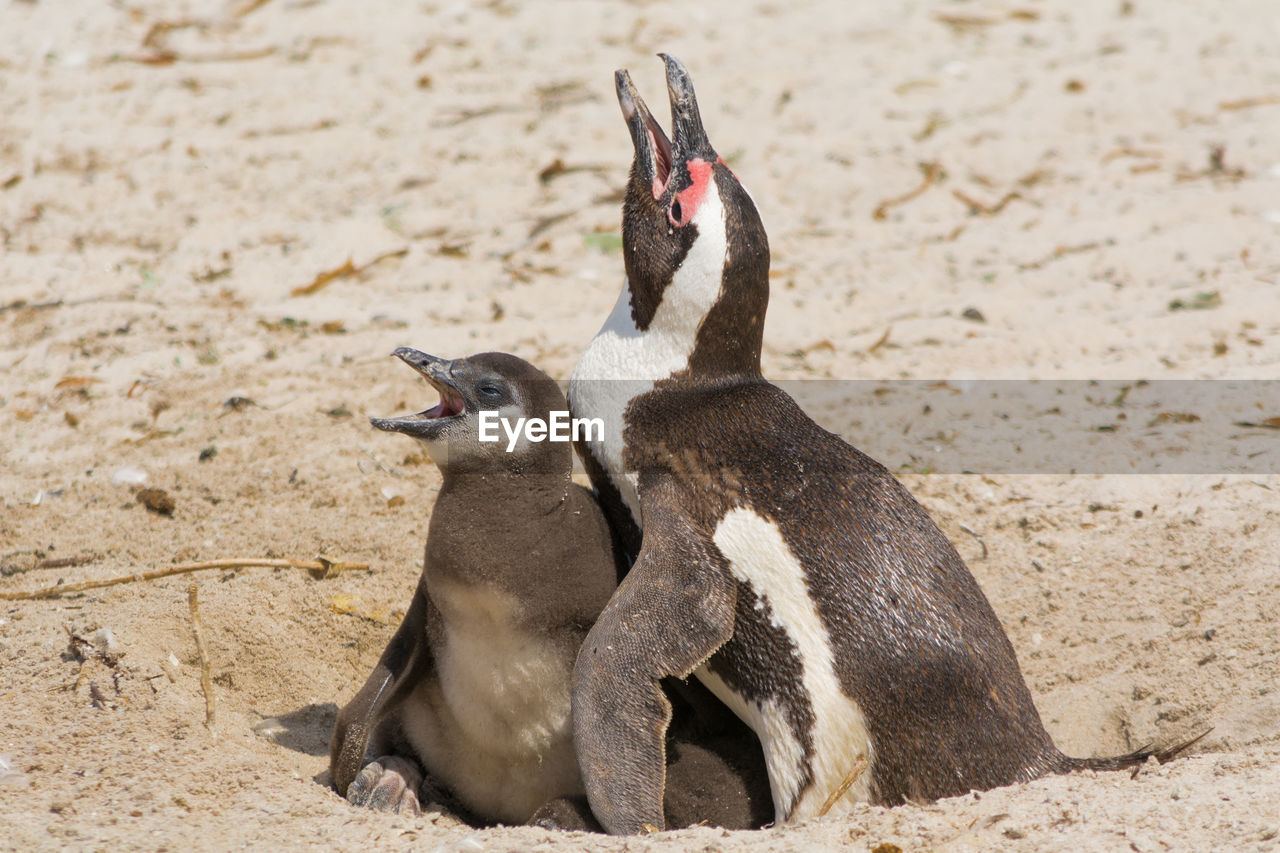 View of a penguin 