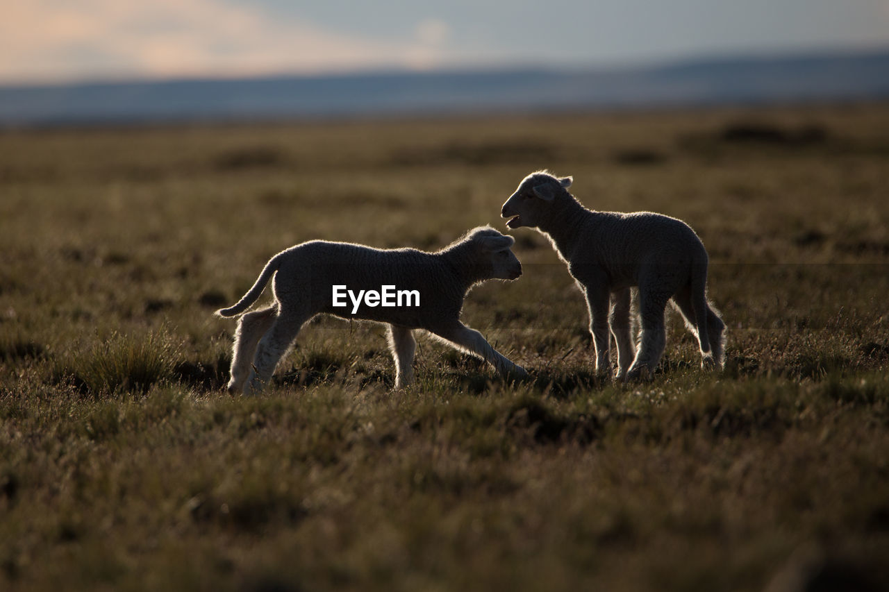 Kid goats playing on grass