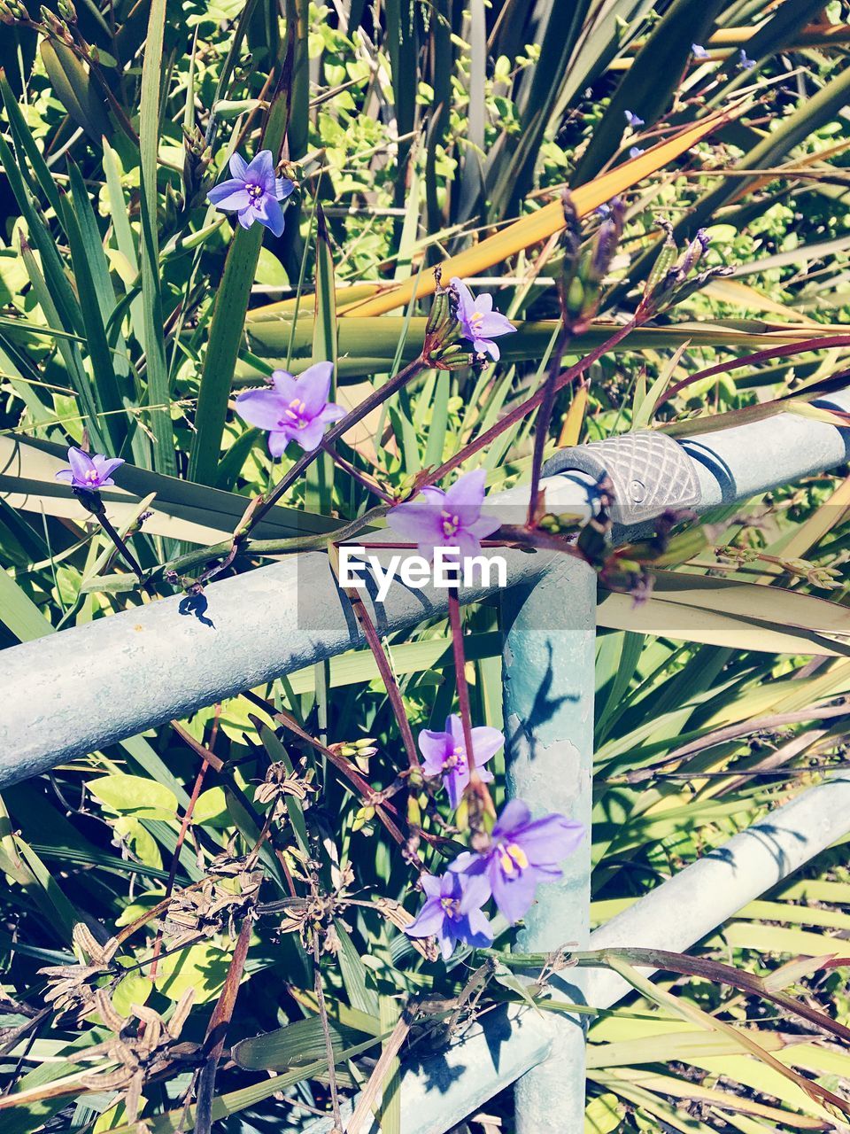 CLOSE-UP OF FLOWER PLANTS