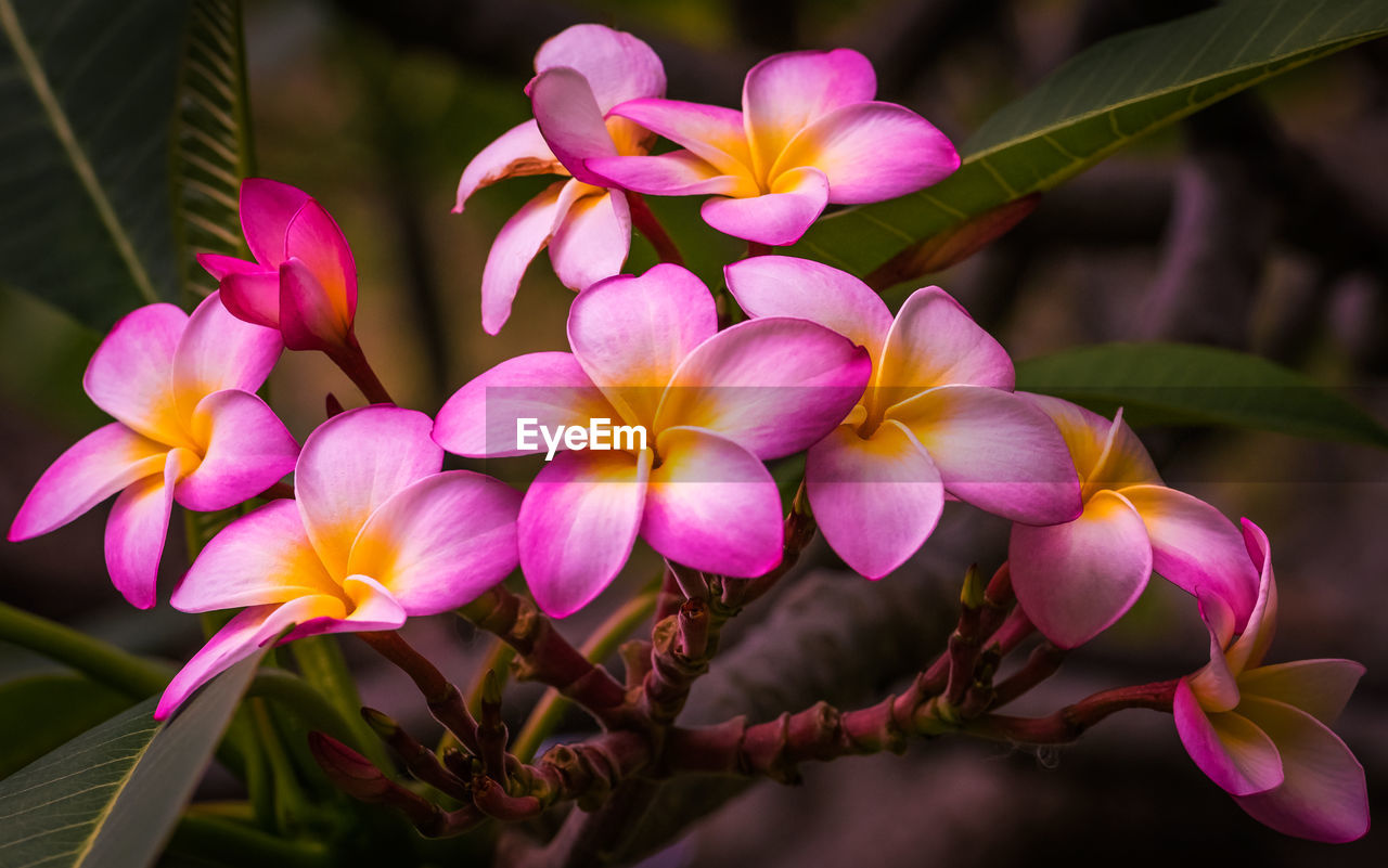 Close-up of pink flowers