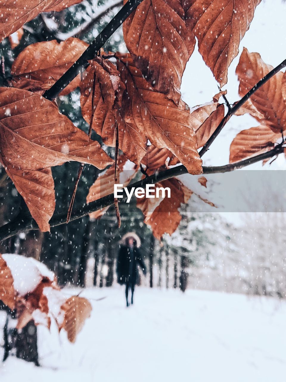 Dry leaves on tree over snow covered field with woman walking during winter