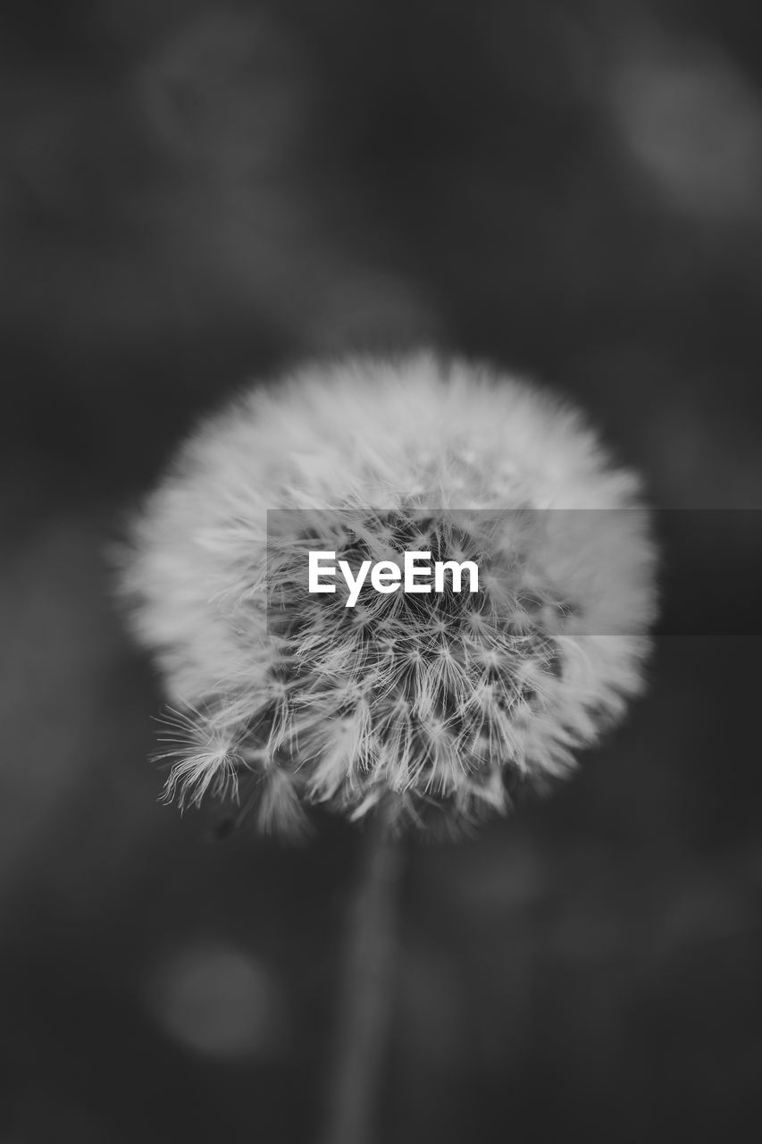 Close-up of dandelion flower