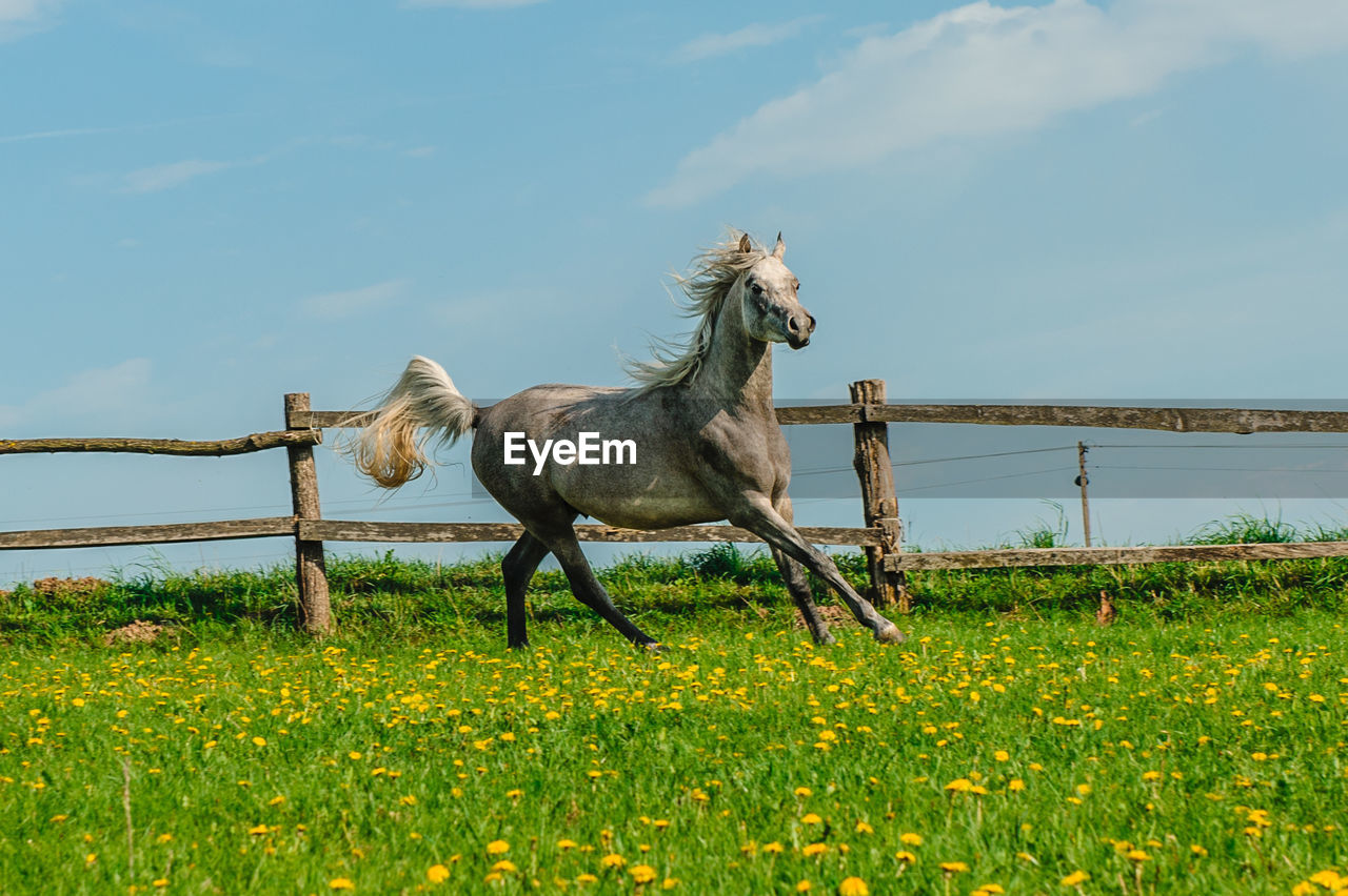 Horse on field against sky