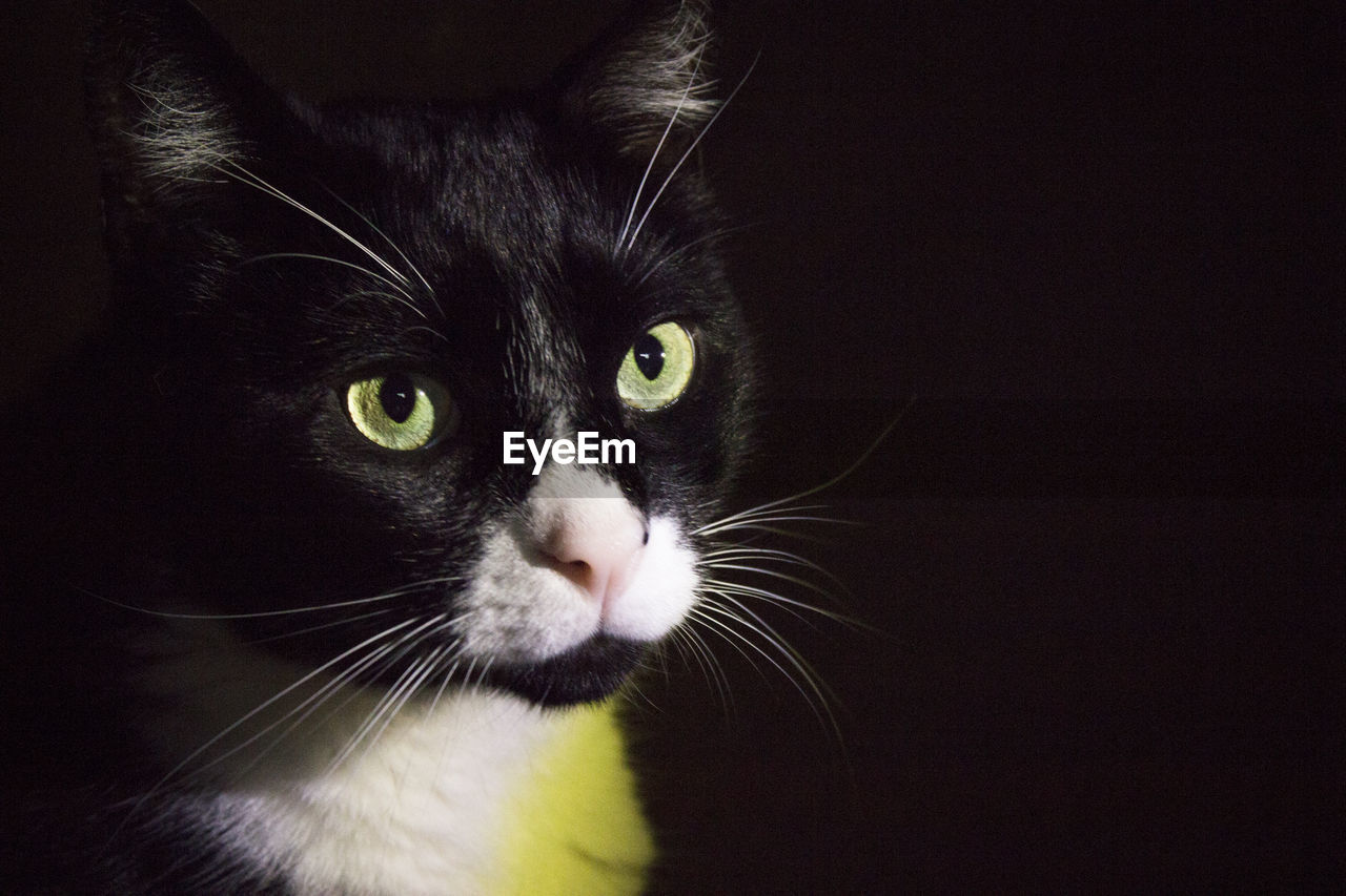 Portrait of black and white cat with pink nose. very calm situation