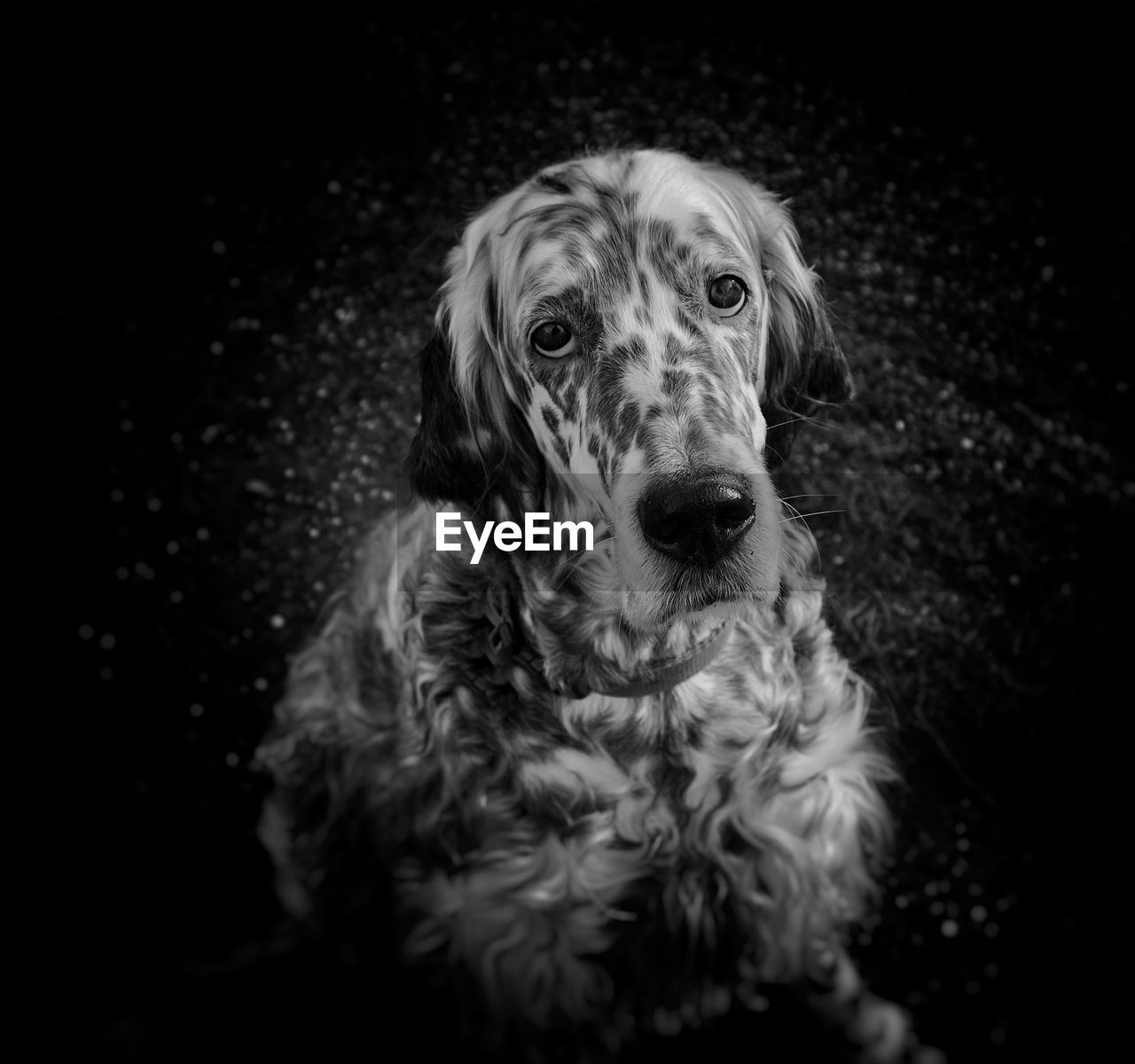 Close-up portrait of dog against black background