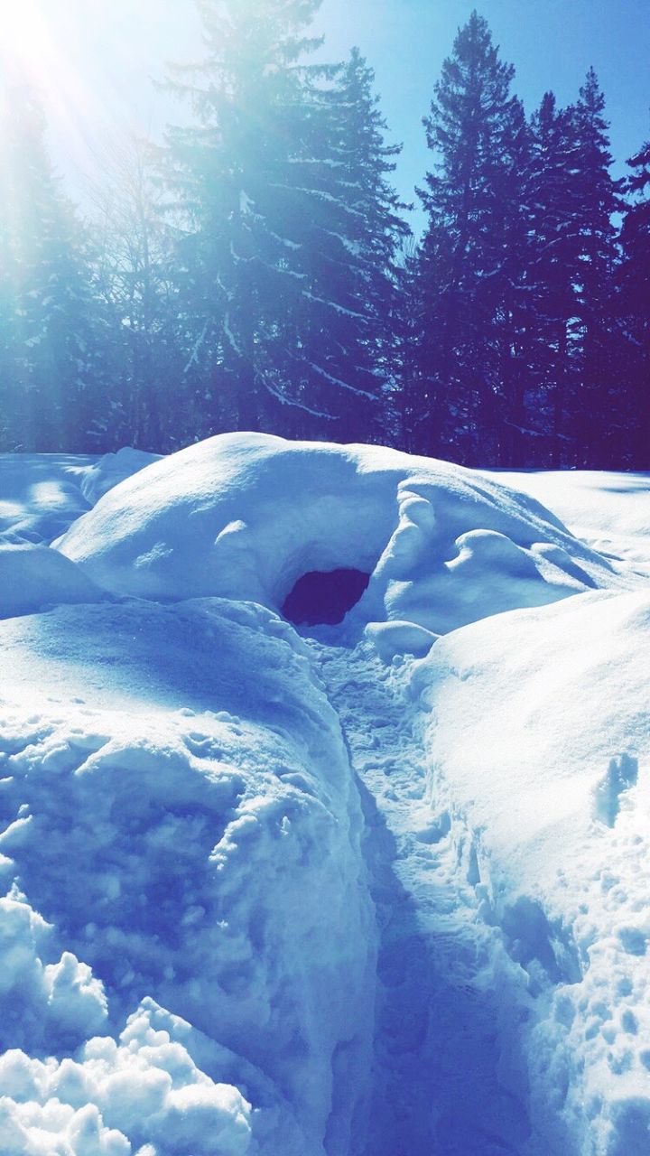 Snow covered animal den against trees