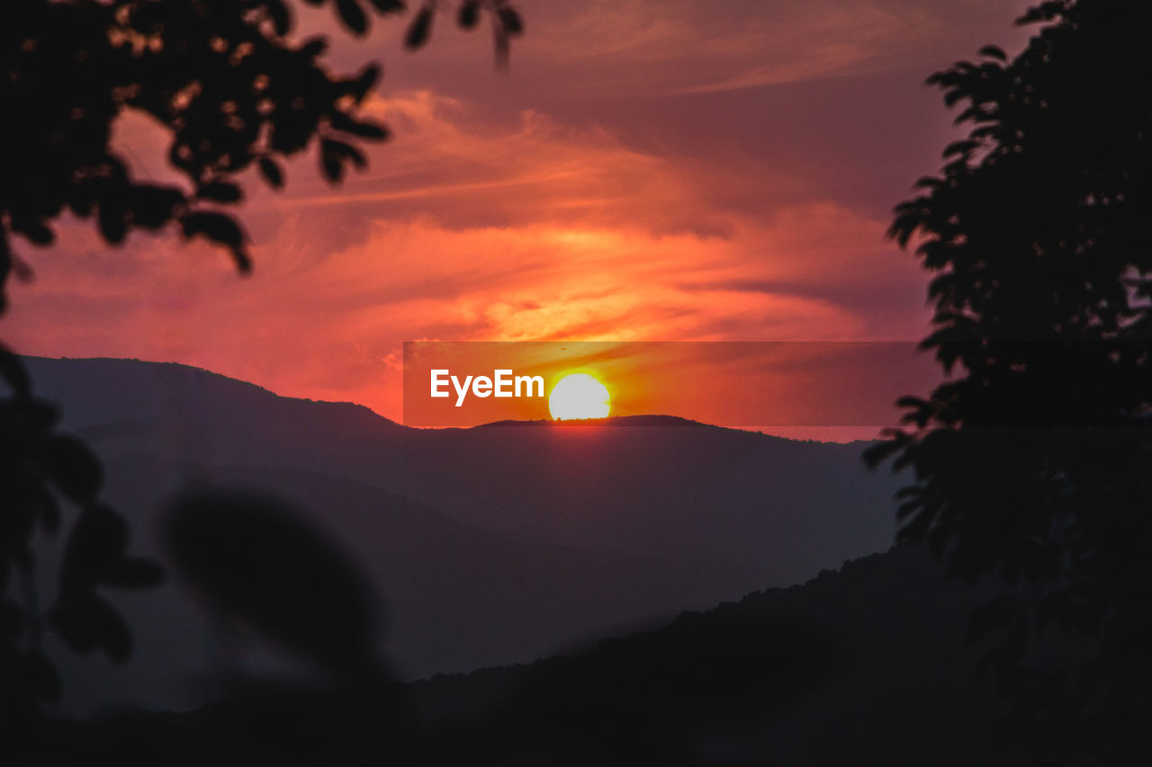 SILHOUETTE TREES AGAINST ORANGE SKY DURING SUNSET