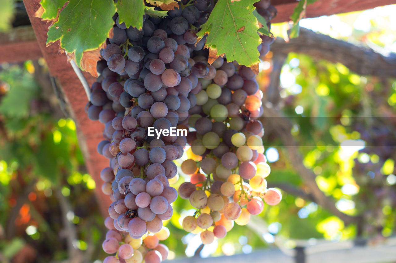 CLOSE-UP OF GRAPES GROWING ON VINEYARD