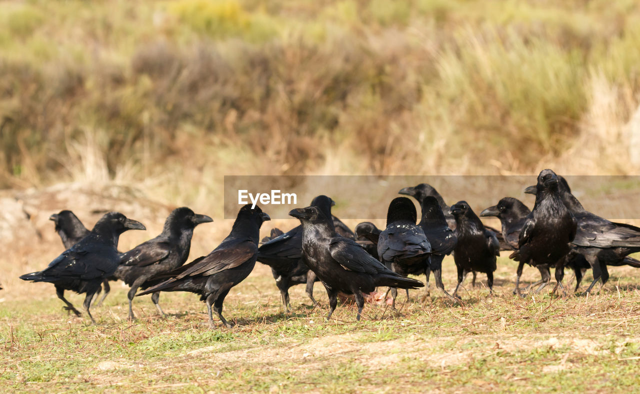 FLOCK OF BIRDS ON LAND