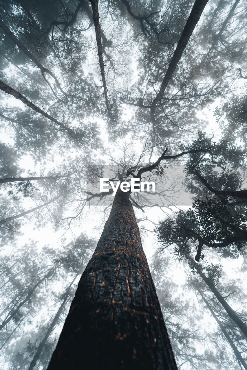 Low angle view of trees against sky