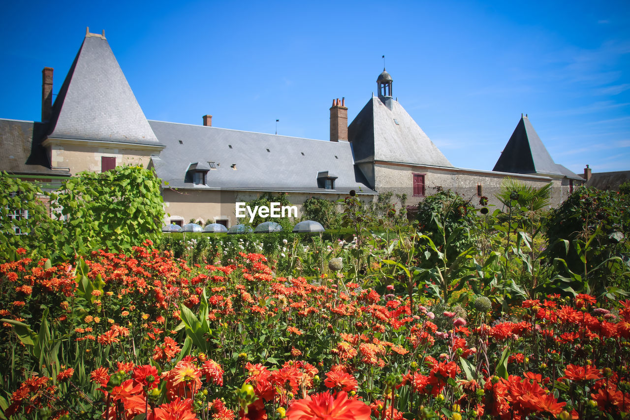 RED FLOWERS GROWING ON BUILDING AGAINST BLUE SKY