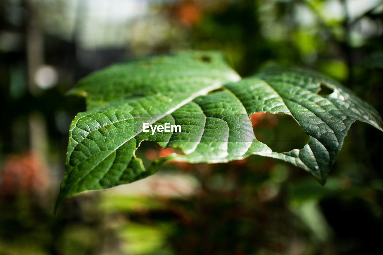 Close-up of green leaves
