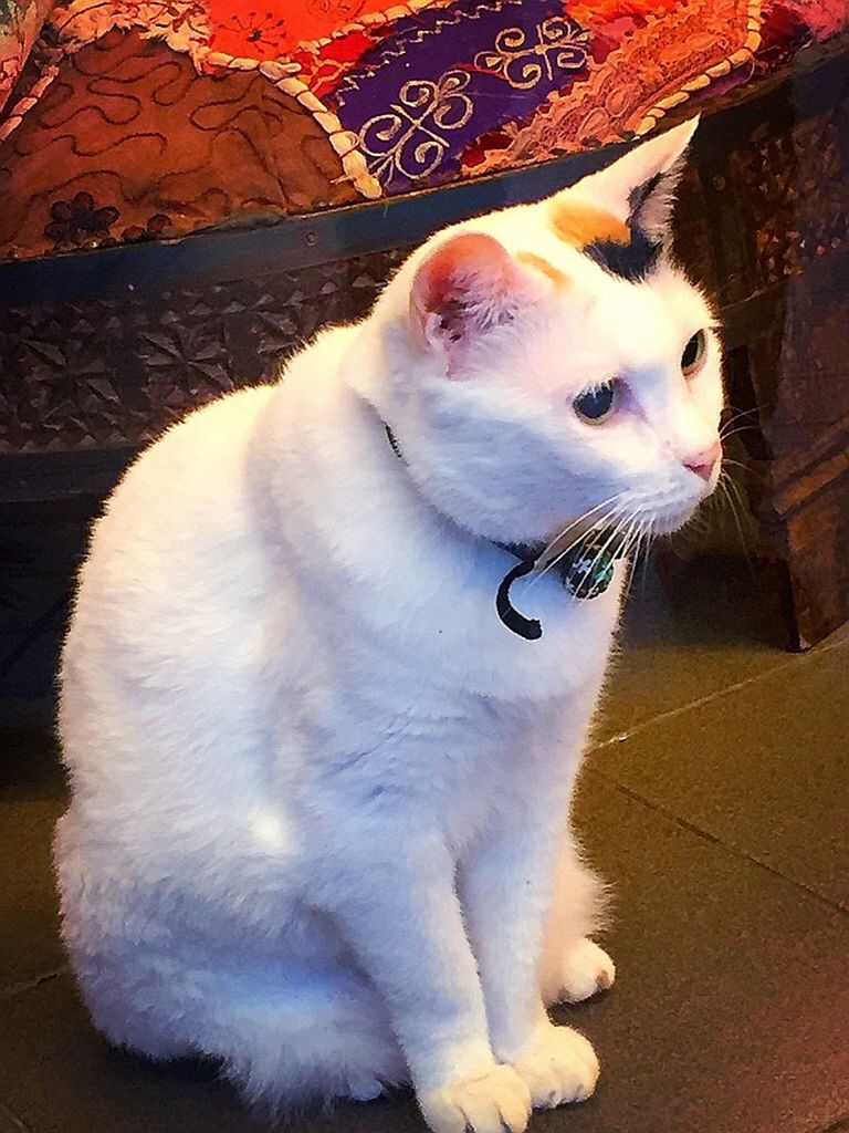 WHITE CAT LOOKING AWAY